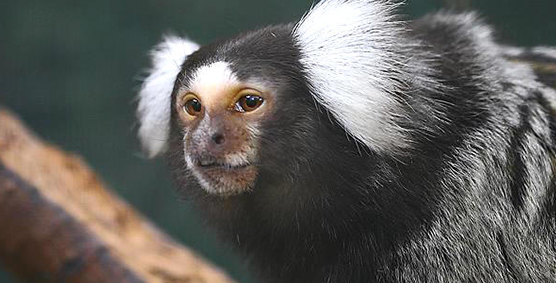 MARMOSET